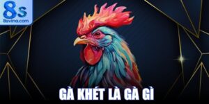 Gà Khét Là Gà Gì